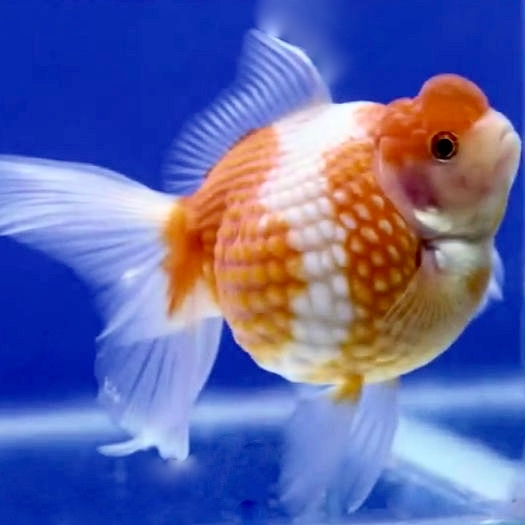 Or.parelgeschubd 5-6   met rugvin